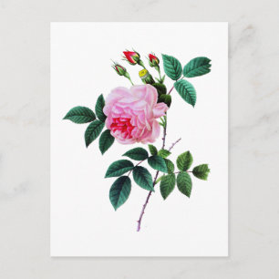 Postal Rosa rosado de col por Pierre Joseph Redoute