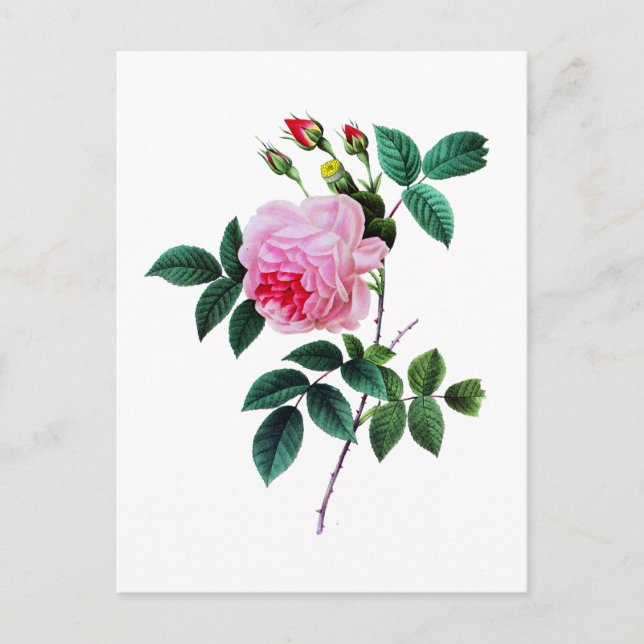 Postal Rosa rosado de col por Pierre Joseph Redoute (Anverso)