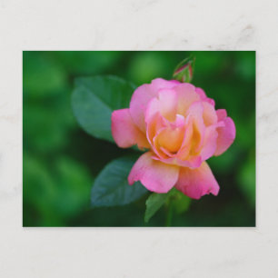 Postal rosa rosado naranja