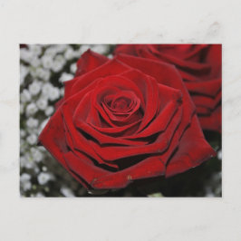 Postal Rosa Rote - Postkarte