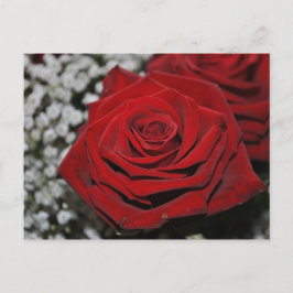 Postal Rosa Rote - Postkarte