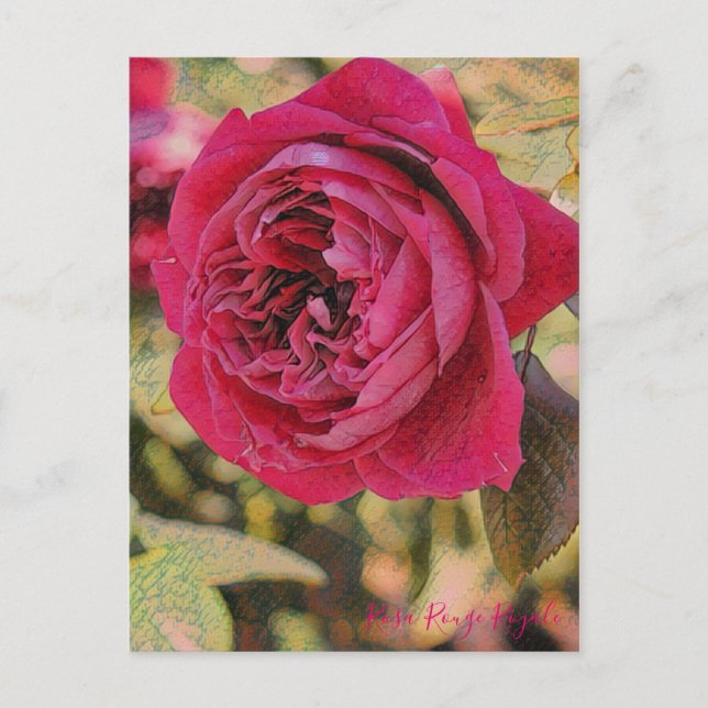 Postal Rosa Rouge Royale [postal] (Anverso)
