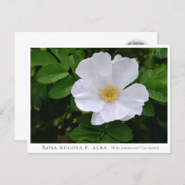 Postal Rosa rugosa