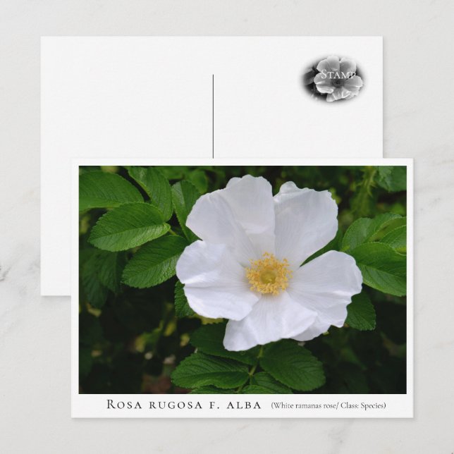 Postal Rosa rugosa (Anverso / Reverso)