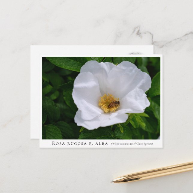 Postal Rosa rugosa (Anverso/Reverso In Situ)