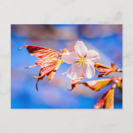 Postal Rosa Sakura Flower Blue Sky