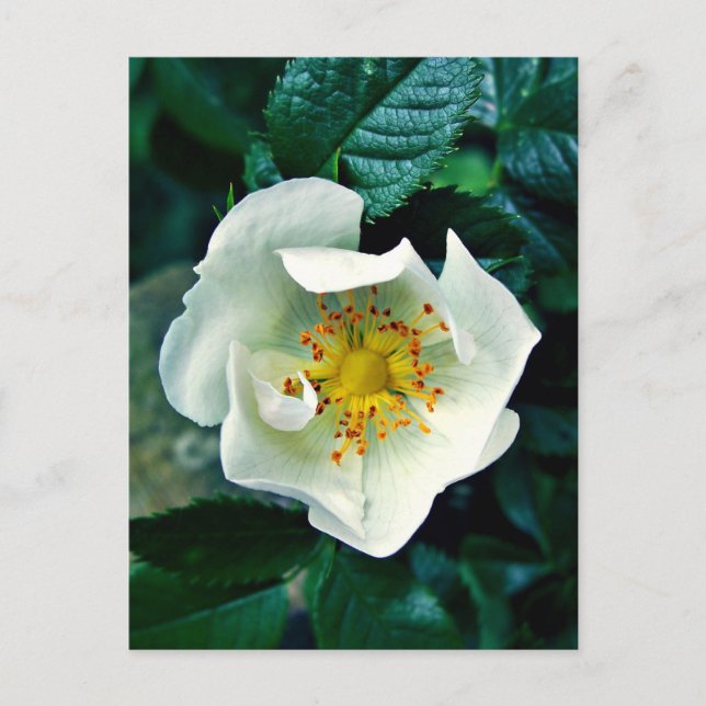 Postal Rosa salvaje (Anverso)
