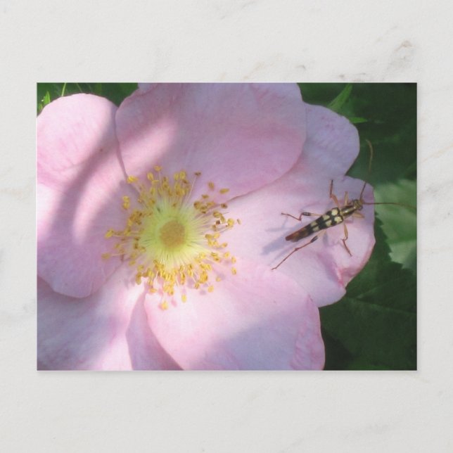 Postal Rosa salvaje (Anverso)