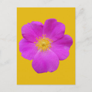 Postal Rosa salvaje 2