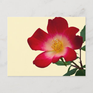 Postal Rosa Salvaje Romántica Rosa