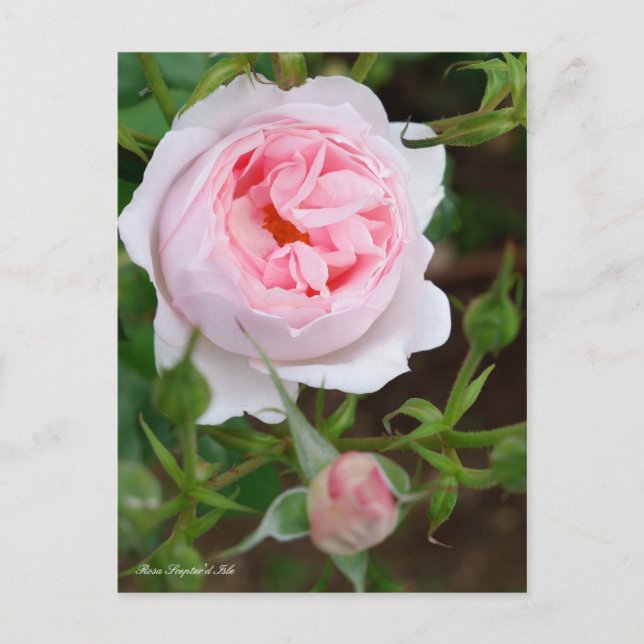 Postal Rosa Scepter d Isle [postal] (Anverso)