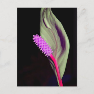 Postal Rosa Schönheit