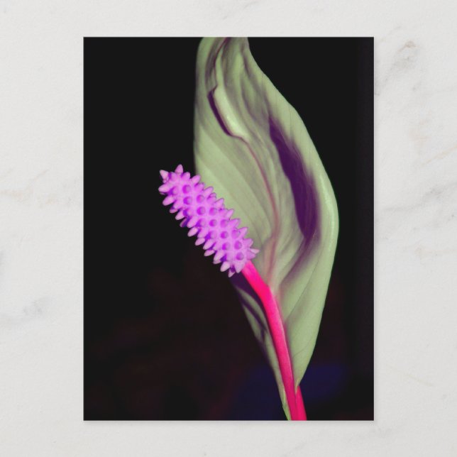 Postal Rosa Schönheit (Anverso)