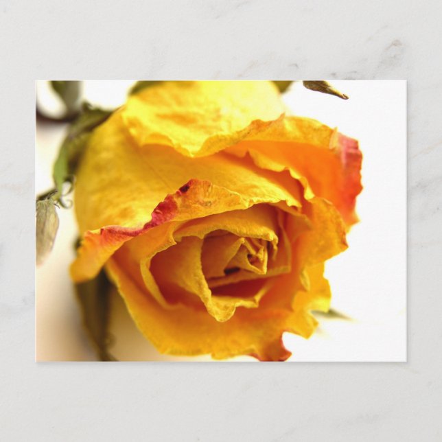 Postal Rosa seco (Anverso)