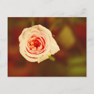 Postal Rosa silenciado
