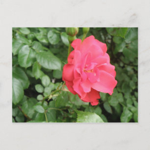 Postal Rosa silvestre