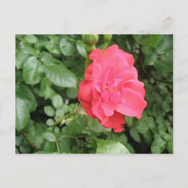Postal Rosa silvestre (Anverso)