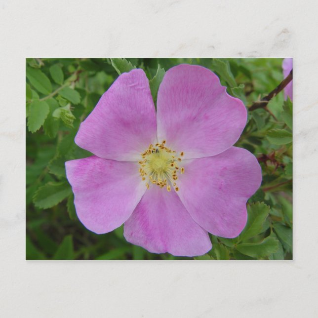 Postal Rosa silvestre de la pradera "Rosa arkansana" (Anverso)