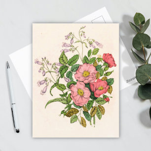 Postal Rosa silvestre temprano, Lengua de barba de Pentst