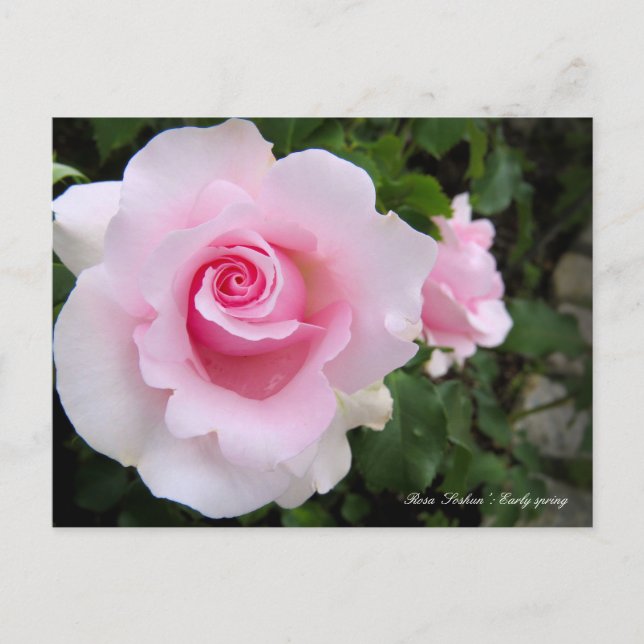 Postal Rosa‘Soshun’:Postal (Anverso)