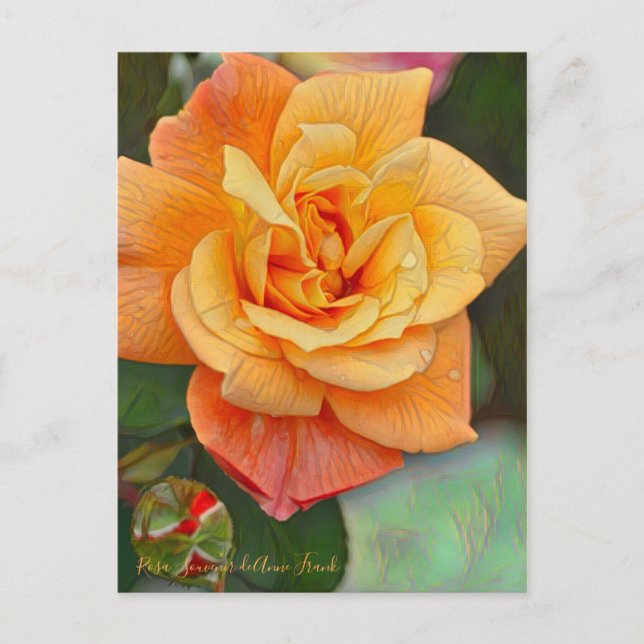 Postal Rosa Souvenir de Anne Frank [postal] (Anverso)