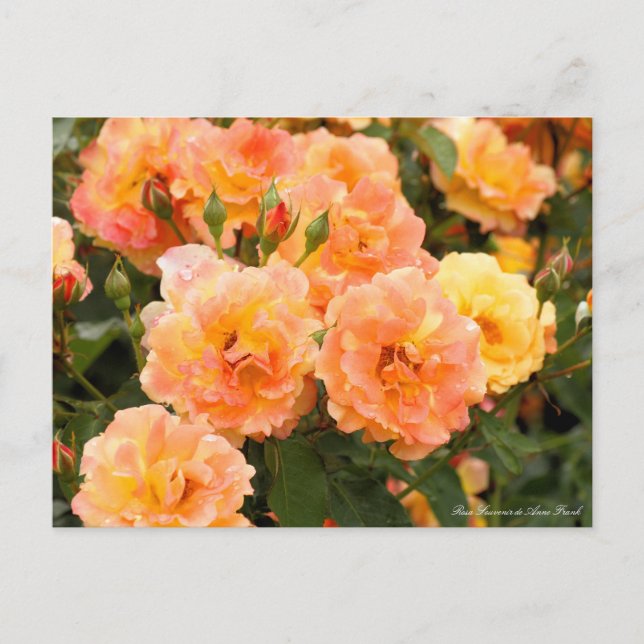 Postal Rosa Souvenir de Anne Frank:Postcard (Anverso)