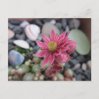 Postal Rosa Steingartenblüte