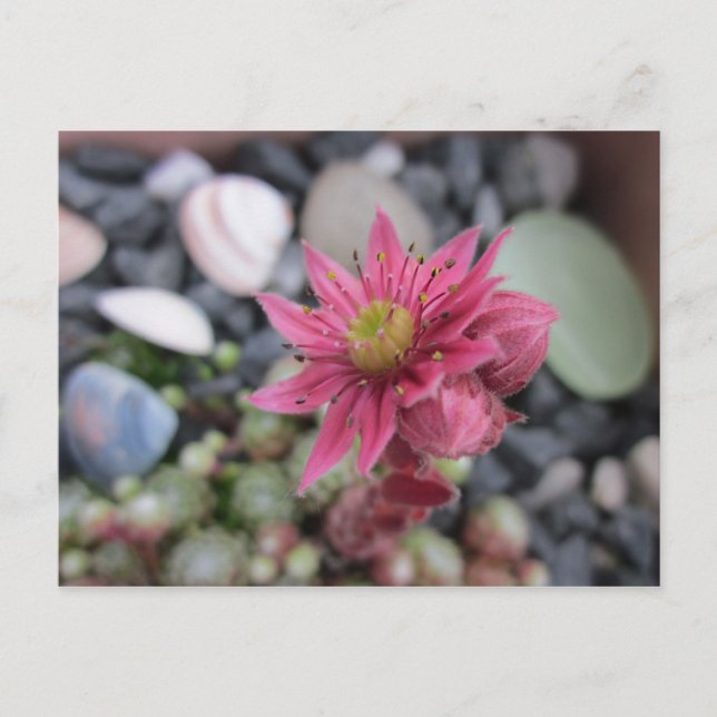 Postal Rosa Steingartenblüte (Anverso)