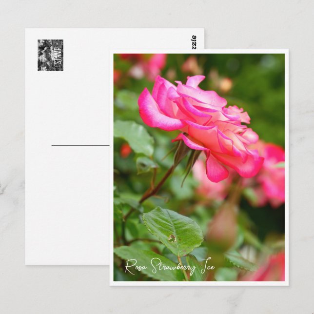 Postal Rosa Strawberry Ice (Anverso / Reverso)