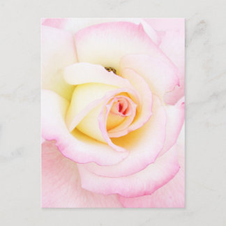 Postal Rosa suave