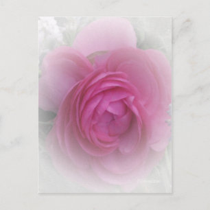 Postal Rosa suave