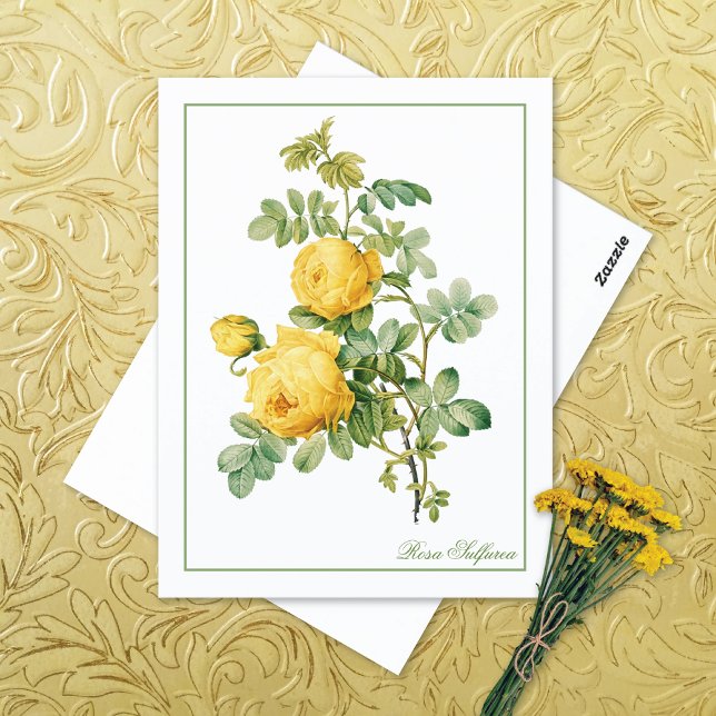 Postal Rosa Sulfurea Amarilla Pierre-Joseph Redouté (Subido por el creador)
