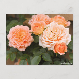 Postal Rosa Sunset Memory:Postcard