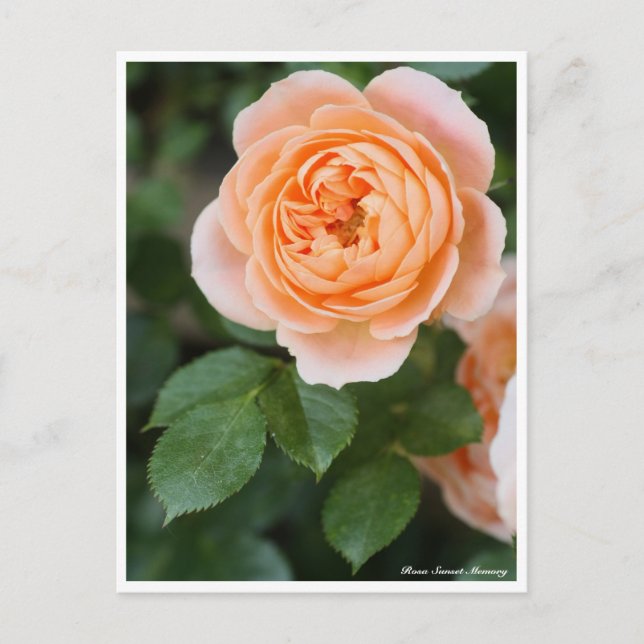 Postal Rosa Sunset Memory:Postcard (Anverso)