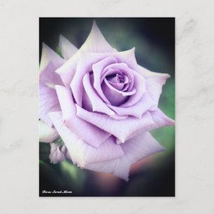 Postal Rosa Sweet Moon