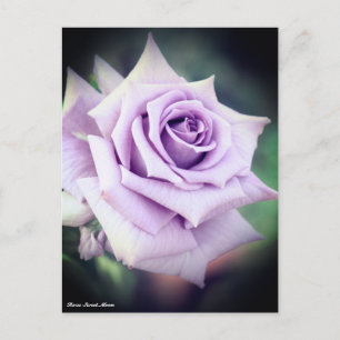 Postal Rosa Sweet Moon