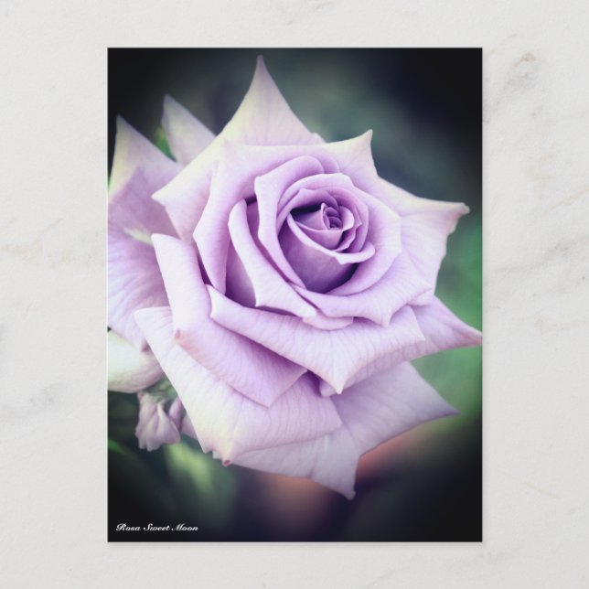 Postal Rosa Sweet Moon (Anverso)