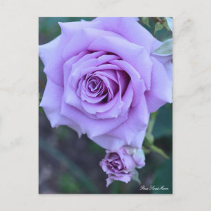 Postal Rosa Sweet Moon:Postcard