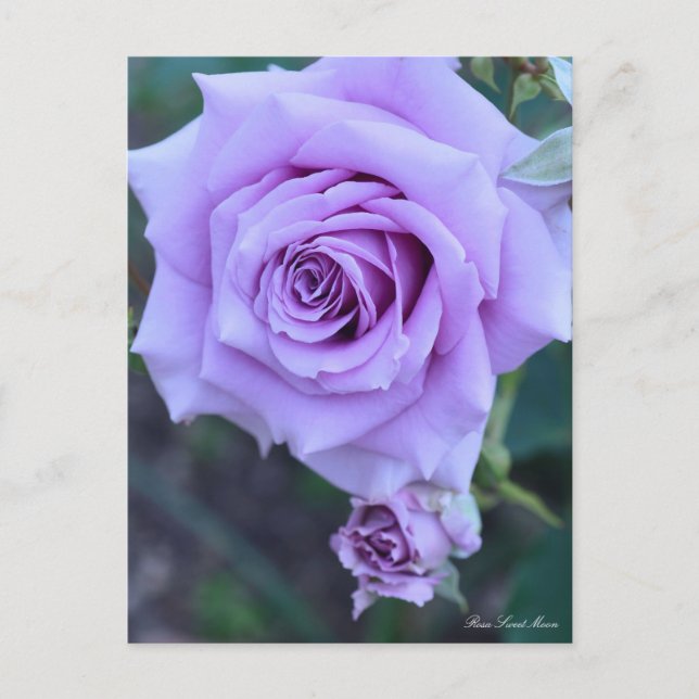 Postal Rosa Sweet Moon:Postcard (Anverso)