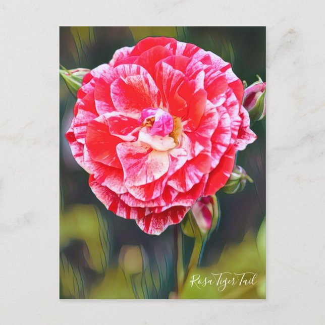 Postal Rosa Tiger Tail [Postal] (Anverso)