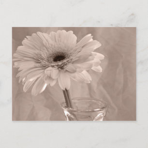 Postal Rosa Tinted Daisy