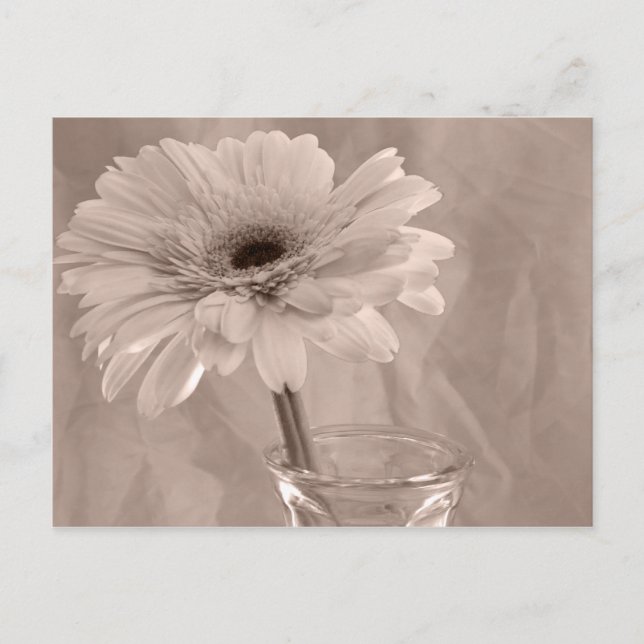 Postal Rosa Tinted Daisy (Anverso)