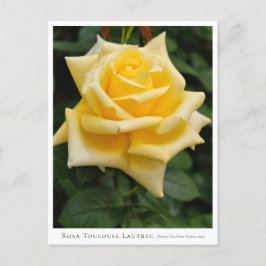 Postal Rosa Toulouse Lautrec