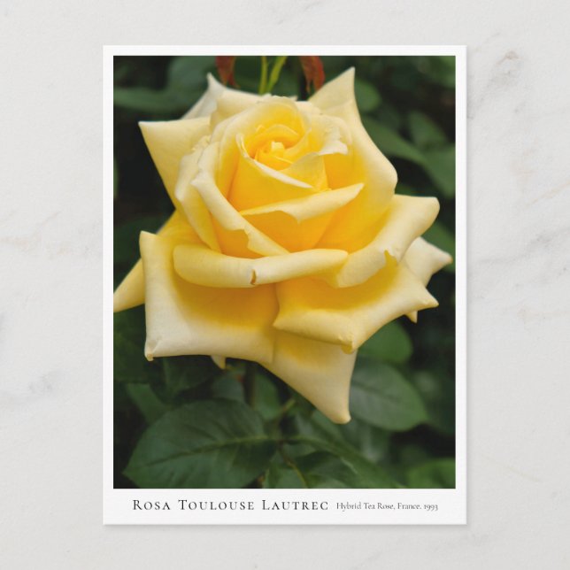 Postal Rosa Toulouse Lautrec (Anverso)