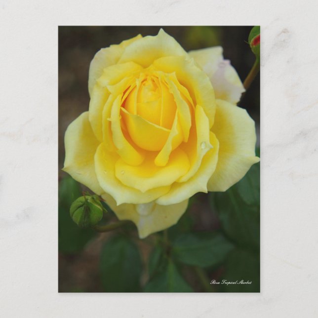 Postal Rosa Tropical Sherbet [Postcard] (Anverso)
