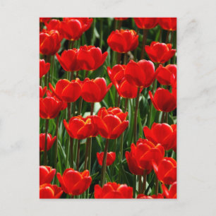 Postal Rosa Tulipán Rojo Floral Flores Fotografía