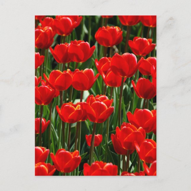 Postal Rosa Tulipán Rojo Floral Flores Fotografía (Anverso)