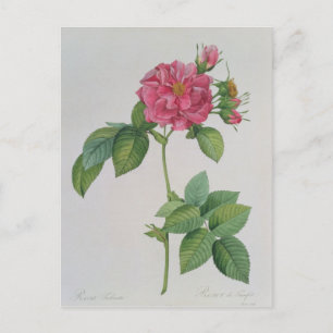 Postal Rosa Turbinata, de ,Les Rosas, Vol. 1, 1817