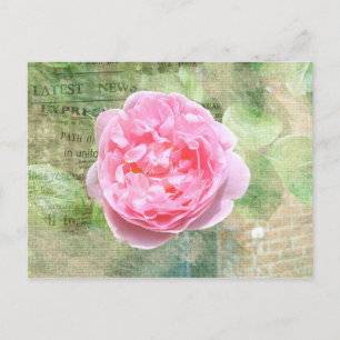Postal Rosa un der Wand