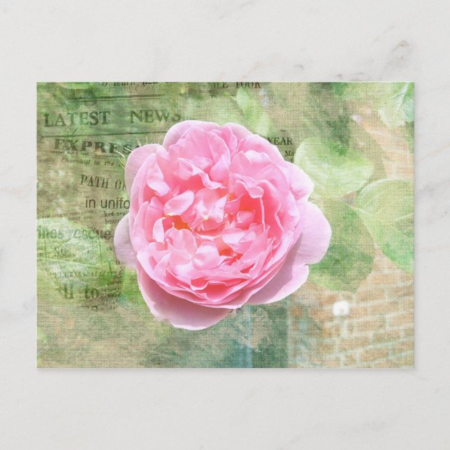 Postal Rosa un der Wand (Anverso)